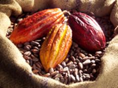 Fve Chocolat